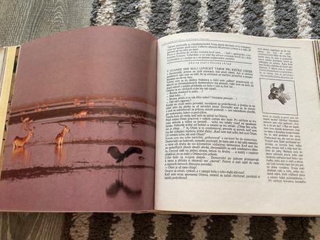 Lev nie je kráľom zvierat-prvé vyd.1981, 