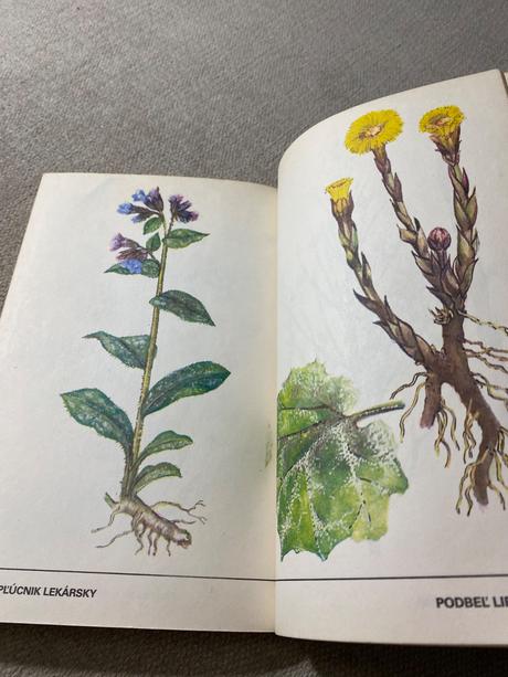 Zber divo rastúcich liečivých rastlín,