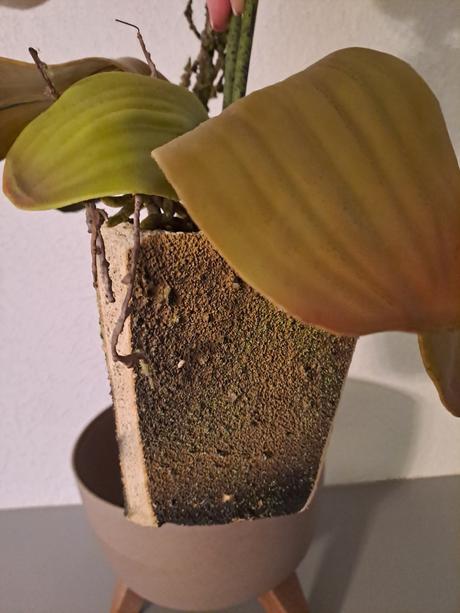 Krásna umelá orchidea, 