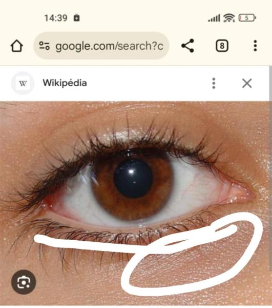 Trhajúce pohyby oka