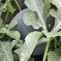 100 bio domace melony