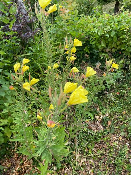 Pupalka veľkoplodá -oenothera macrocarpa - semená,