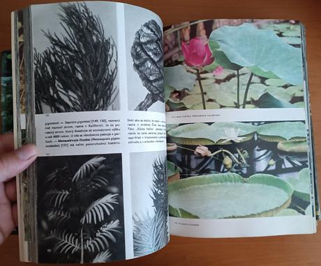 Veľky obrazový atlas rastlín (1980), 