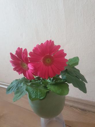 Gerbera ruzova kvety,