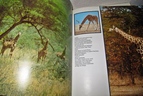 Kniha - lev nie je kráľom zvierat,