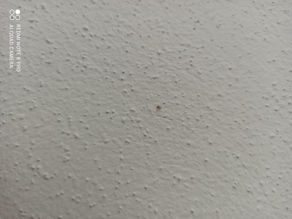 Malé chrobáčiky, čo sú zač?