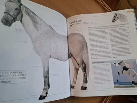 Kniha veľká a4 kone,