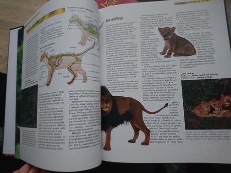 Kniha - c i c a v c e, 