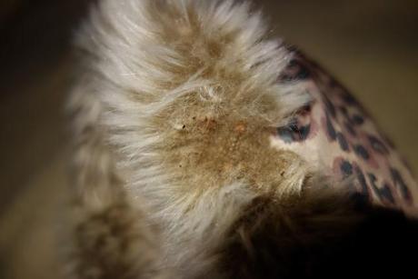 Leopardia bundicka next, next,98