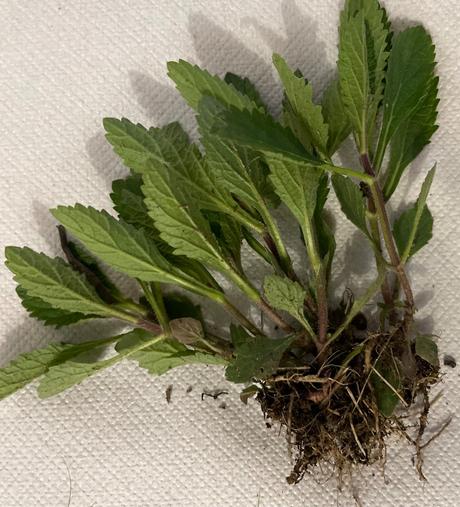 Verbena bonariensis,