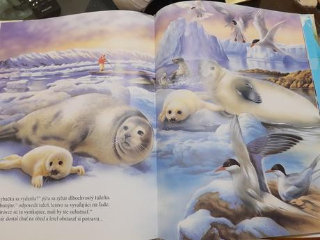 Zvieratá žijú všade,