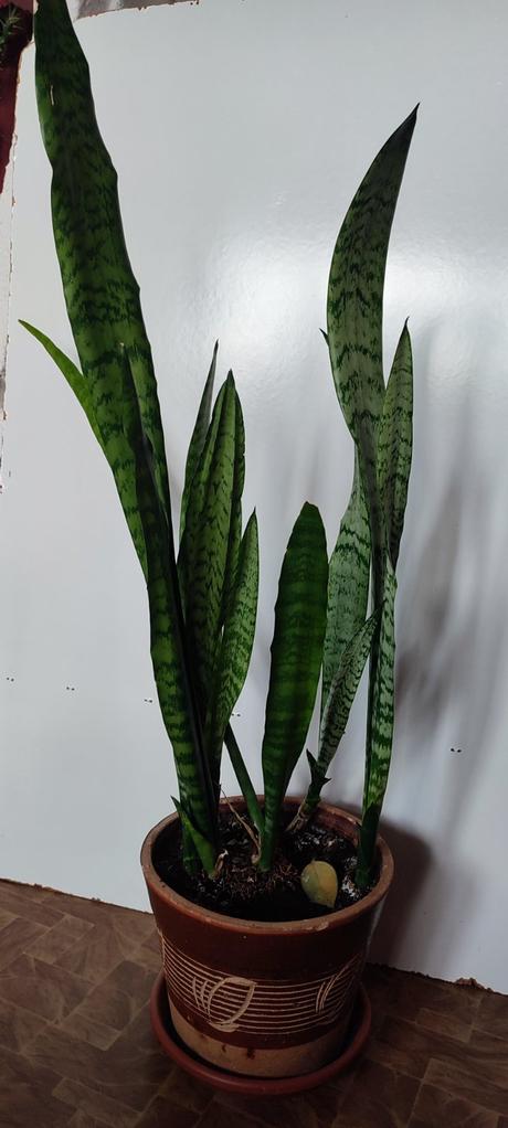 Sansevieria, 