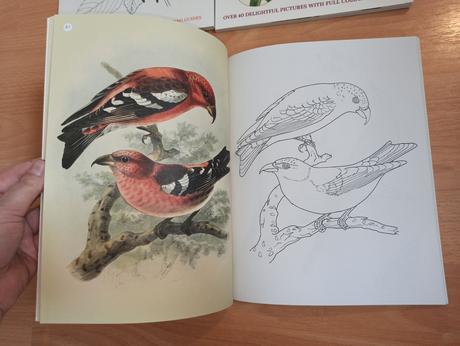 Colouring birds flowers butterflies, 