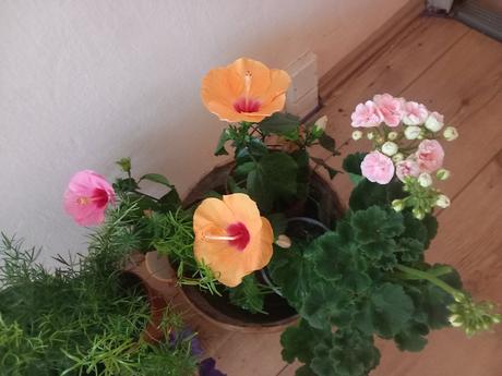 Cinska ruza muskat asparagus petunia kalanchoe,