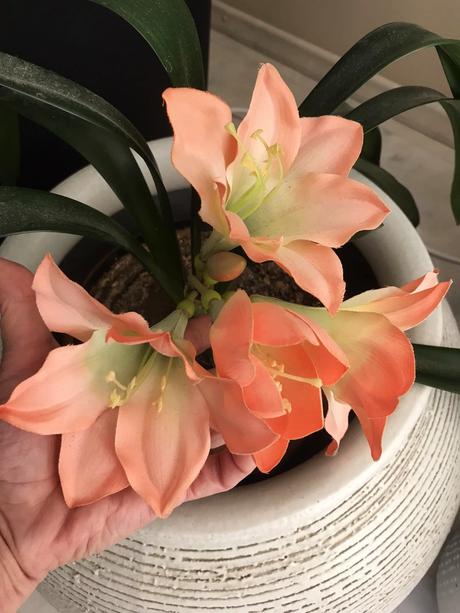 Umelý kvet klívia, 