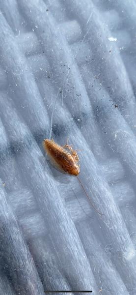 Je to šváb vo vašej domácnosti?