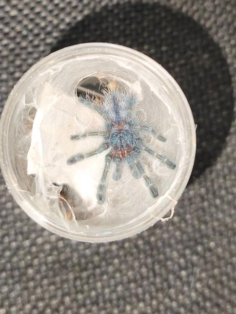 Caribena versicolor,