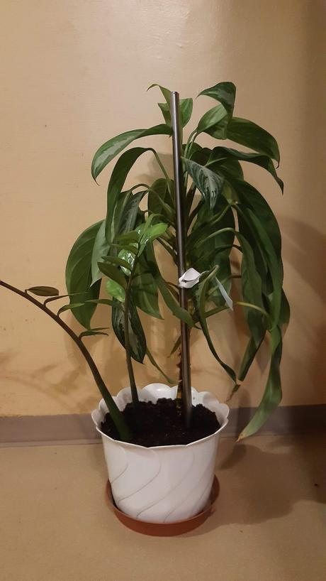 Predám kvet v bielom črepniku., 