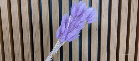 Sušený lagurus - fialková, 