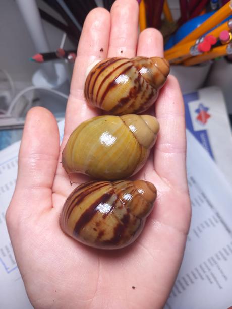Archachatina marginata ovum nigéria, 