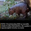 ake male rozkosniatko holate