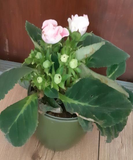 Gloxinia ruzova, 