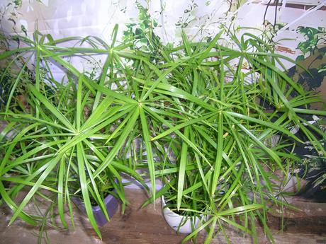 Šachor striedavolistý - cyperus alternifolius,