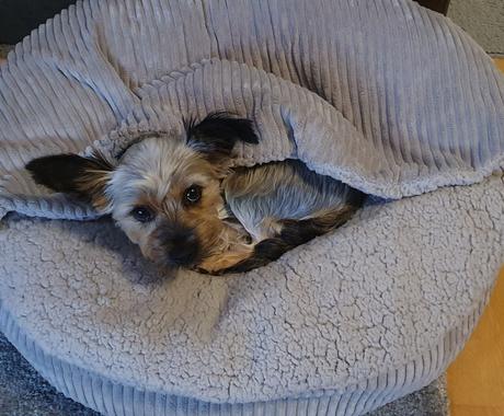 Poťah na pelech flocke, priemer 65cm, 