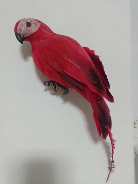 Papagáj na stenu,policu,atd,