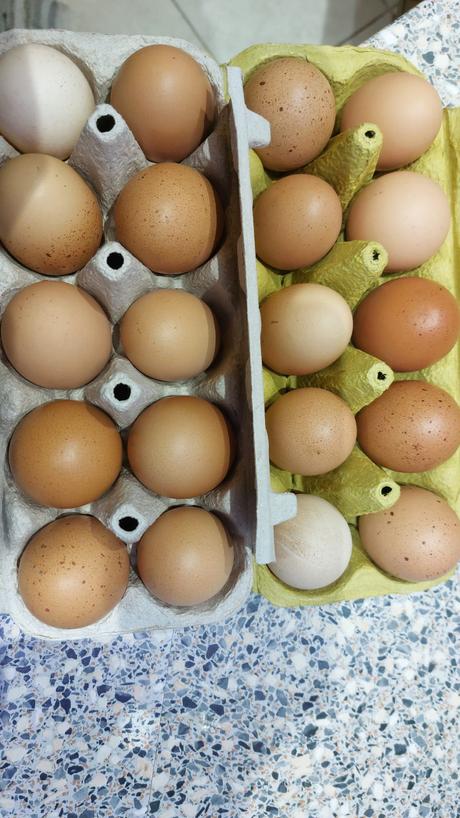 Domáce vajíčka/vajcia, 