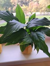 Tradeskancia, izbové rastliny, 