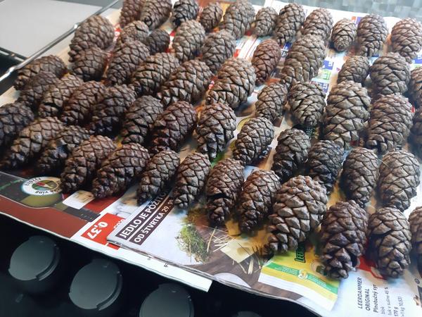 Šišky sa mi pri sušení scvrkli