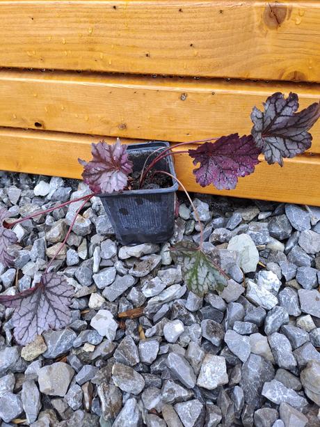 Sadeničky okrasnych kvetov,, 