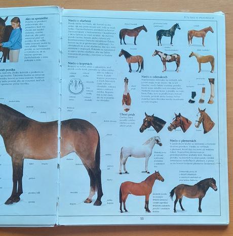 Mladý jazdec, pre mladých nadšencov jazdenia,