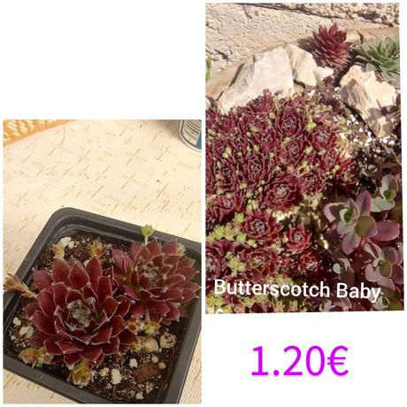 Sempervivum - skalná ruža, 