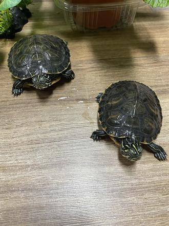 Vodné korytnačky 2ks,