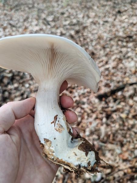 Pekný hríb s neznámou vôňou. Znáte ho?