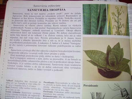 Sansevieria hahnii - svokrin jazyk malý ružicový,