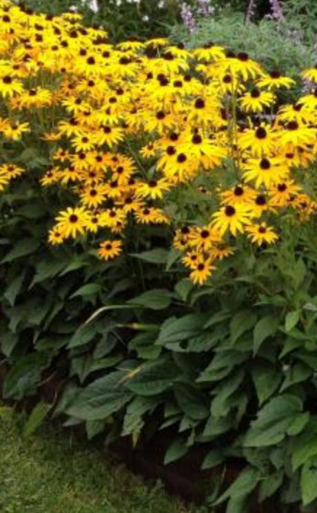 Rudbekia, 
