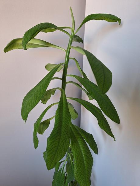 Gumovník alias synadenium grantii,