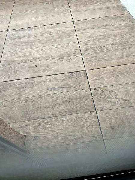 Ako identifikovať hmyz na balkóne?