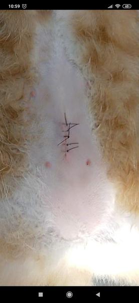 Ako vyzerajú bradavky mačky, keď už raz rodila?