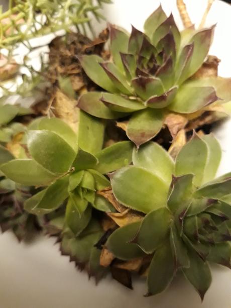 5ks skalka/liečivka- sempervivum,