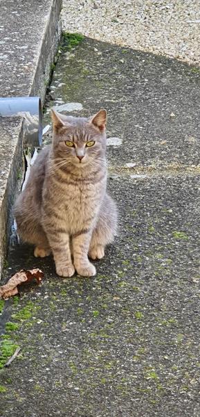 Je toto naša mačička?