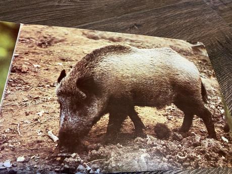 Staré retro leporelo kto býva v lese 1989,