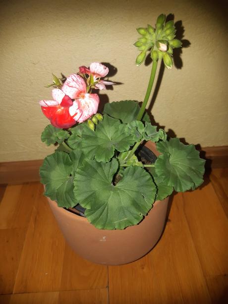 Krásny muškát netradičny pepermint twiat, 