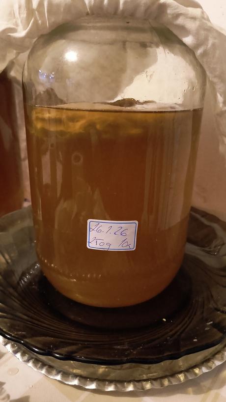 Kombucha,