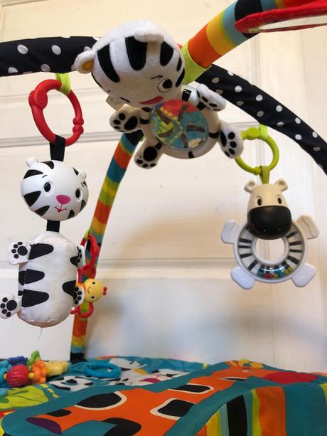 Hrazdicka bright starts, 