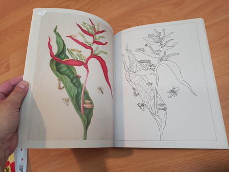 Maria merian's butterflies colouring book, 