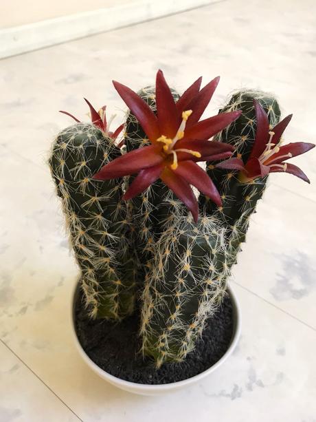 Kvitnúci umelý kaktus, 